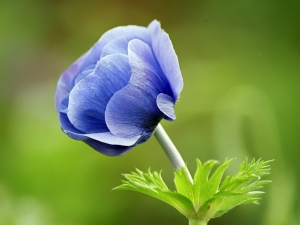 narute-blue-flower